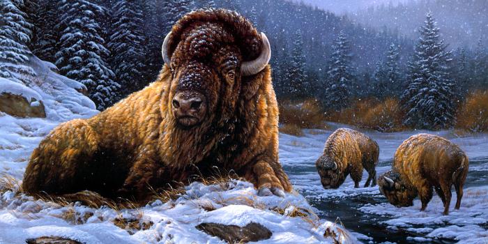 3003x2036 Download Snow Winter Animal American