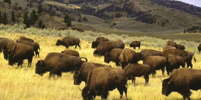 1920x1080 Bison herd grazing [1920 x 1080] : r