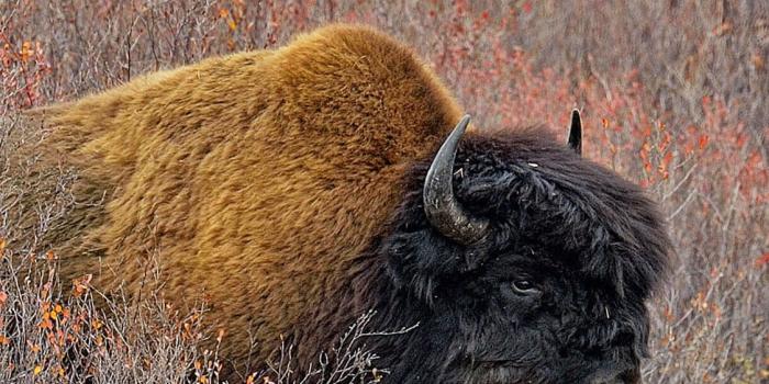 1125x2436 The largest American bison around by