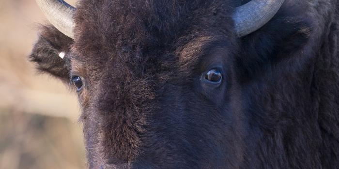 1080x1920 Bison Valentines