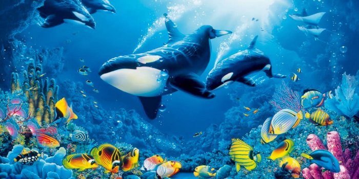 1920x1080 Fish Swimming Under Sea Wallpaper