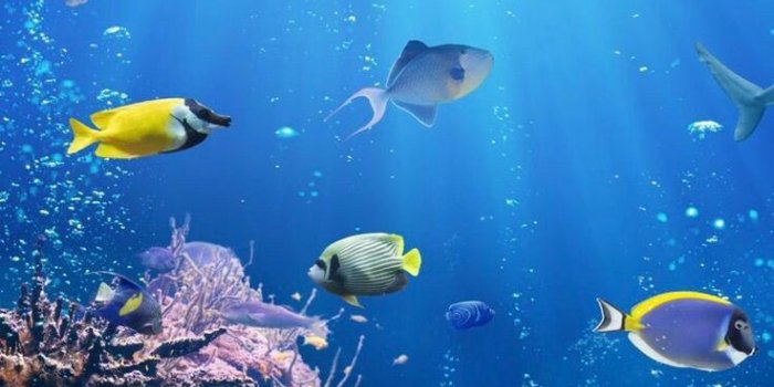 736x1309 Underwater Wallpaper