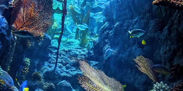 2880x3840 Under The Ocean Wallpapers