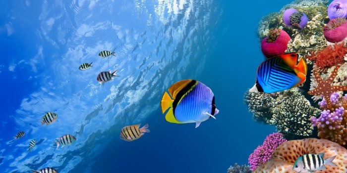 2560x1600 Under the Sea Wallpapers (66+ pictures)