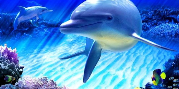 720x1280 Download Colorful Underwater Animal