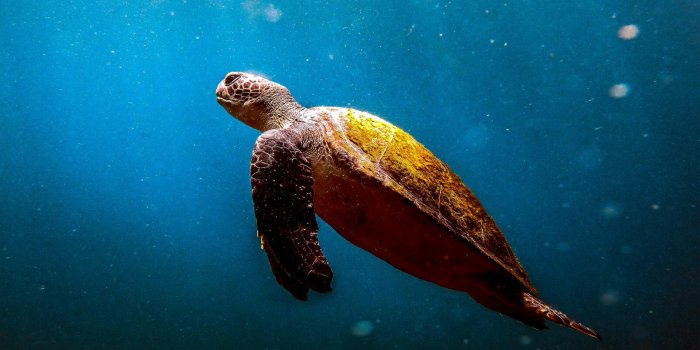 1920x1080 Beautiful Turtle Under the Sea