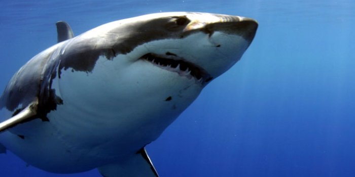 3072x3072 Underwater Photos, Ocean Wildlife