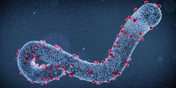1280x720 What Do We Know About Marburg Virus