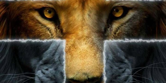 720x1280 Jesus Is King With Lion Head Wallpaper