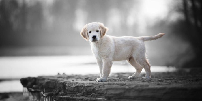 1920x1280 200+] Labrador Wallpapers | Wallpapers.com