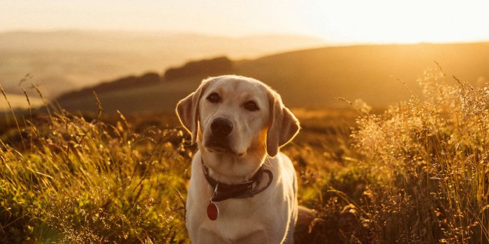 3000x4501 500+ Labrador Pictures | Download Free