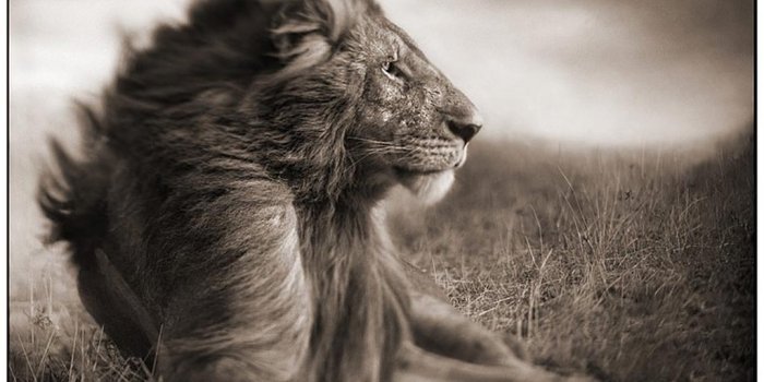1024x799 Jesus, Lion Wallpaper - Christian