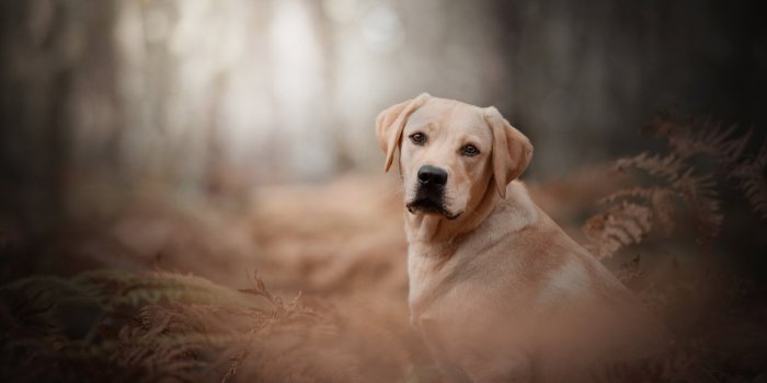 1920x1282 Download Dog Animal Labrador Retriever
