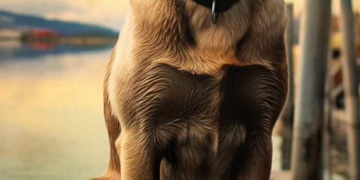 768x1536 Labrador Retriever VII: 4K Full HD