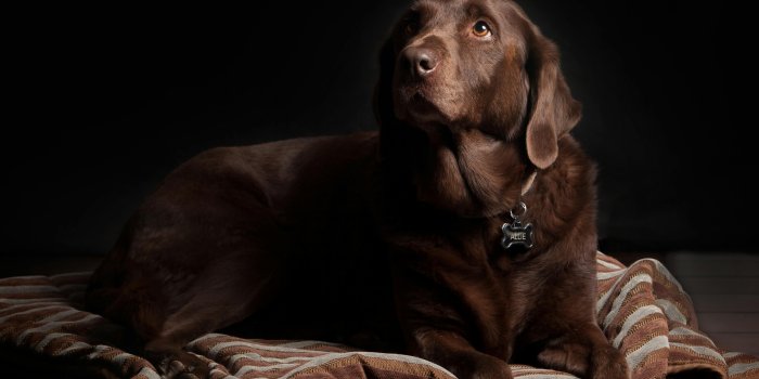 6000x4800 Labrador Retriever Photos, Download The