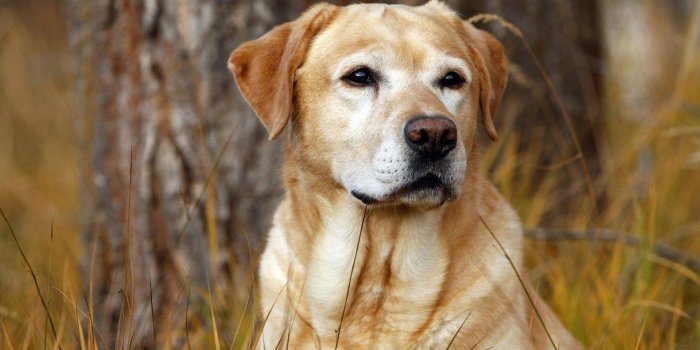 1920x1200 Labrador Wallpapers