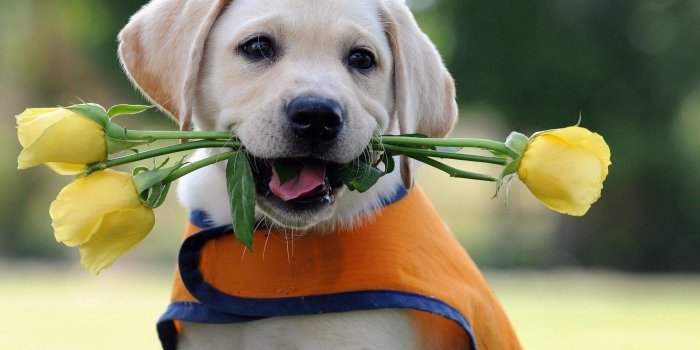 1920x1080 Labrador Wallpapers HD - Full HD 1080p