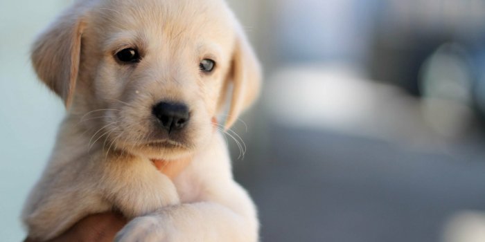1920x1200 Adorable Labrador Puppy HD Wallpaper