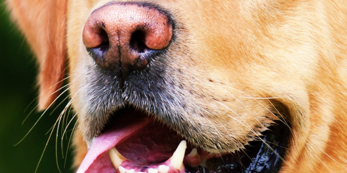 1080x1920 Labrador Wallpaper 4K Phone | Phone