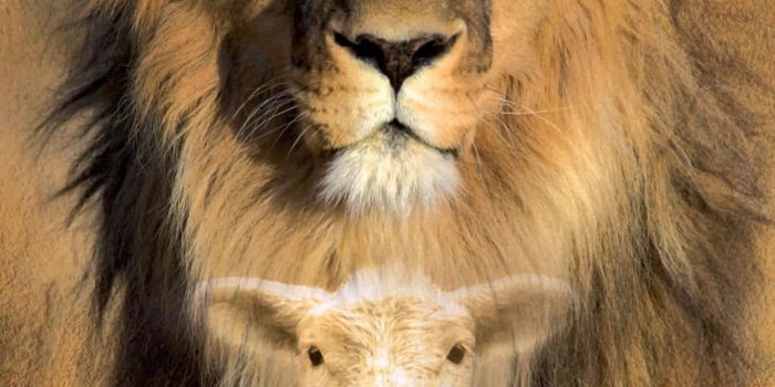 1067x1600 faith: The Lion Of Judah. | Wallpapers