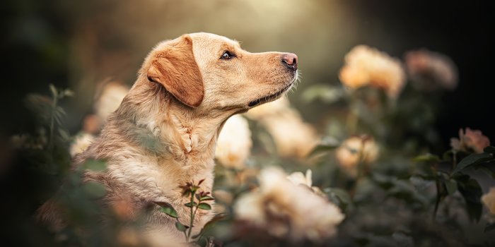 3840x2160 Download Dog Animal Labrador Retriever