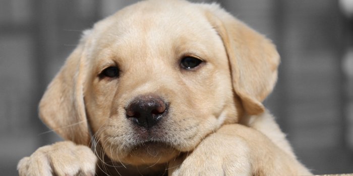 4272x2848 Dogs, Animal, Labrador Retriever