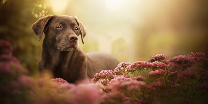 2048x1341 Wallpaper look, flowers, dog, bokeh