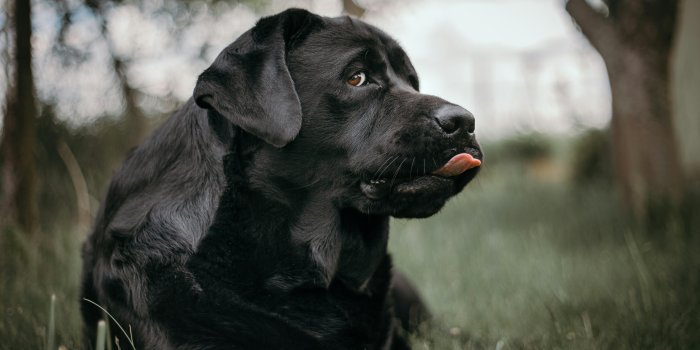 5298x3532 Black Labrador Photos, Download The