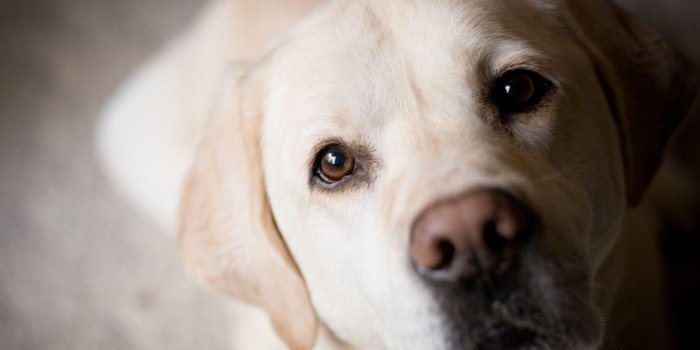 1800x1200 Labrador Wallpapers