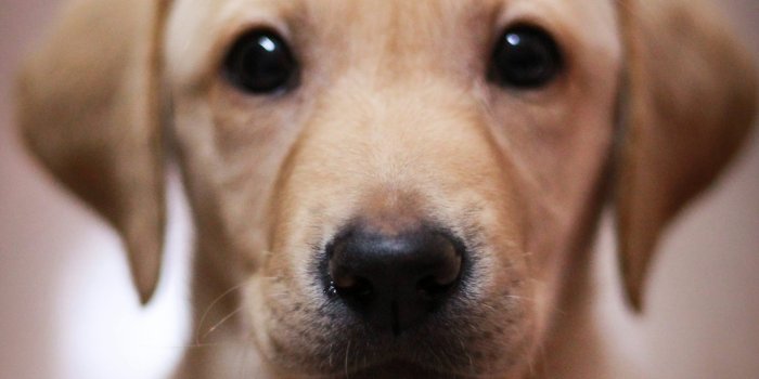 3000x4500 500+ Labrador Pictures | Download Free