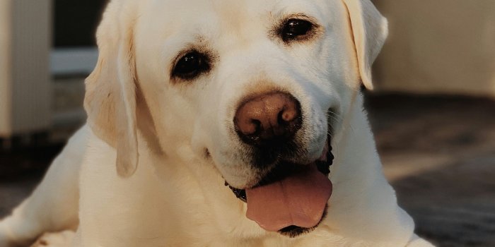 2238x2984 Extreme Labrador Retriever Dog Breeds