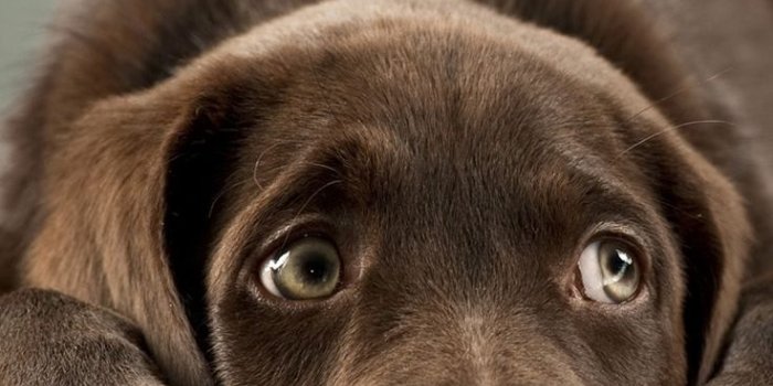 736x1309 60 Cute Animals iPhone Wallpapers You