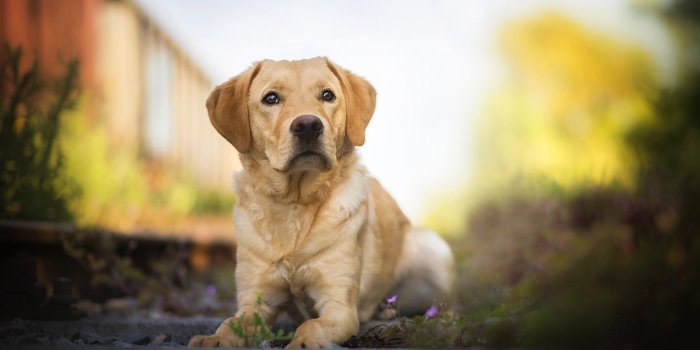 2048x1211 Dog Animal Labrador Retriever HD Wallpaper