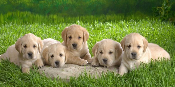 1920x1200 Download free Labrador Charming Puppy
