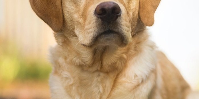 1280x2120 1280x2120 Labrador Retriever Hd iPhone