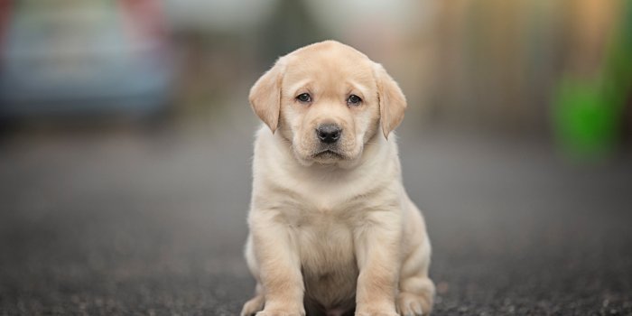 2048x1365 Download wallpaper look, dog, baby