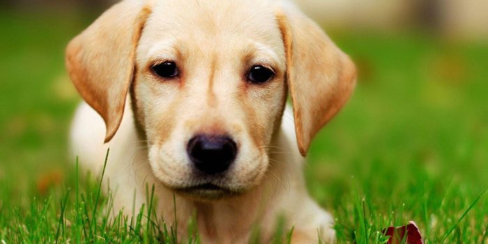 1680x1050 hd-wallpapers/animal/labrador-dog