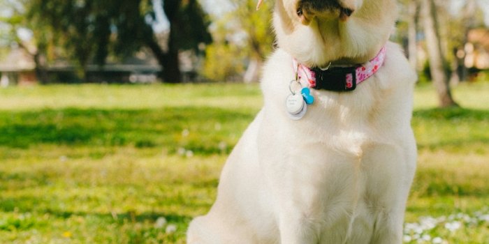 1000x1490 Yellow labrador retriever on green