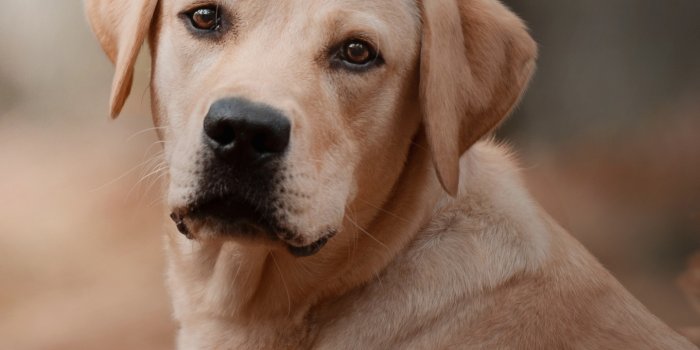 1440x3040 Labrador Retriever wallpapers for