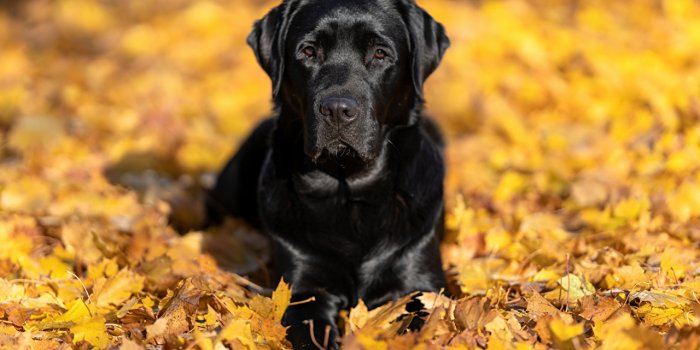 1280x853 Wallpaper Labrador Retriever Dogs