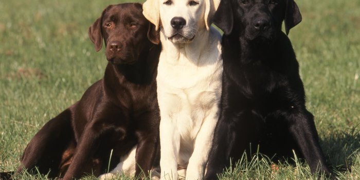 1920x1268 Labrador Retriever Desktop HD Wallpaper