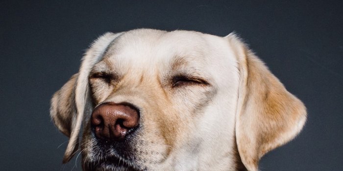 1080x1920 Wallpaper Labrador, dog, funny animals