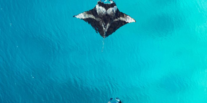 768x1153 Maldives Free Mobile Wallpaper of Manta