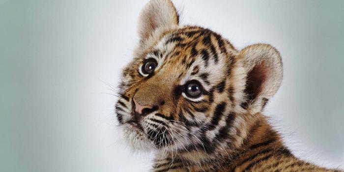 1600x1000 100+] Cute Baby Animal Pictures