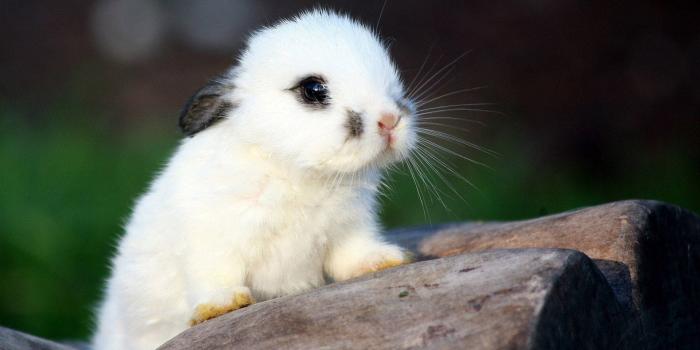 1920x1080 100 Free Baby Animals HD Wallpapers