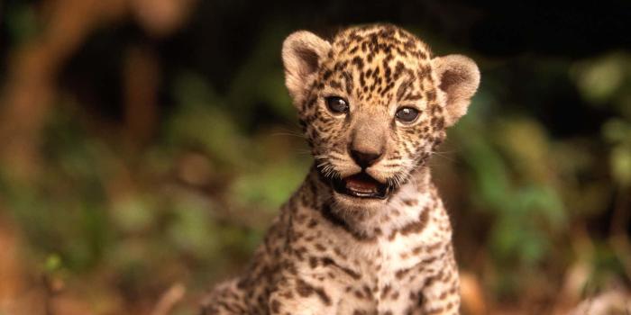 1600x1200 100+] Cute Baby Animal Pictures