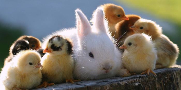 1920x1200 Download free Rabbit And Chicks Animals