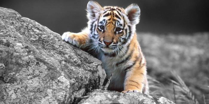 1920x1080 200+] Baby Animals Pictures