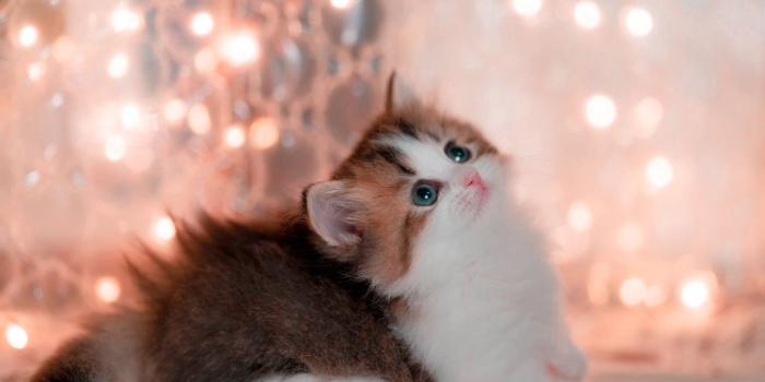 2000x1495 Baby Animal Kitten Animal Cat HD Wallpaper