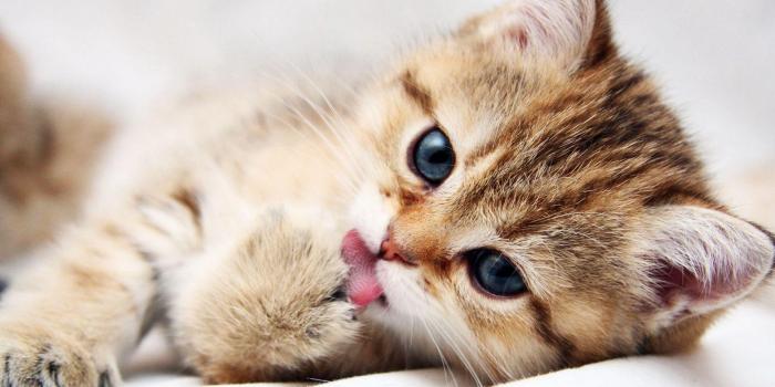 1920x1080 Cute Animals Wallpapers